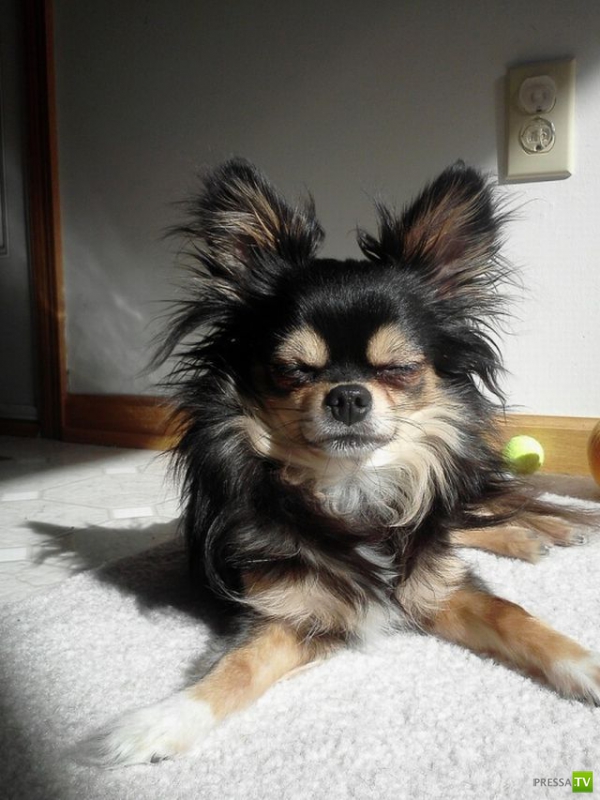 ��� �������� �������� (40 ����)