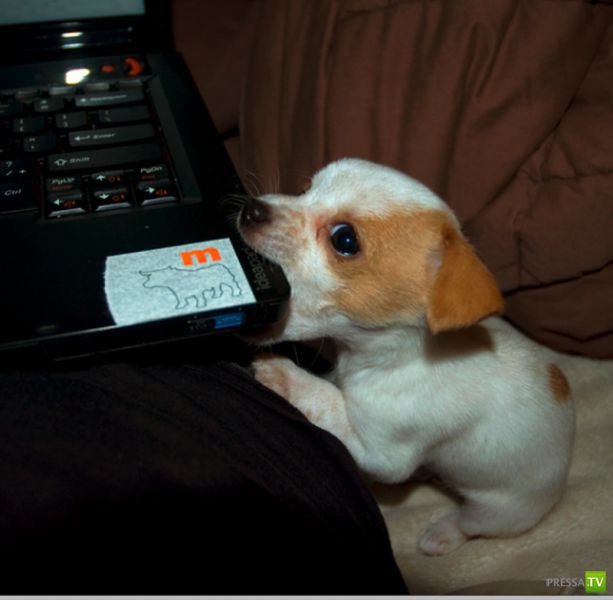 ��� �������� �������� (40 ����)