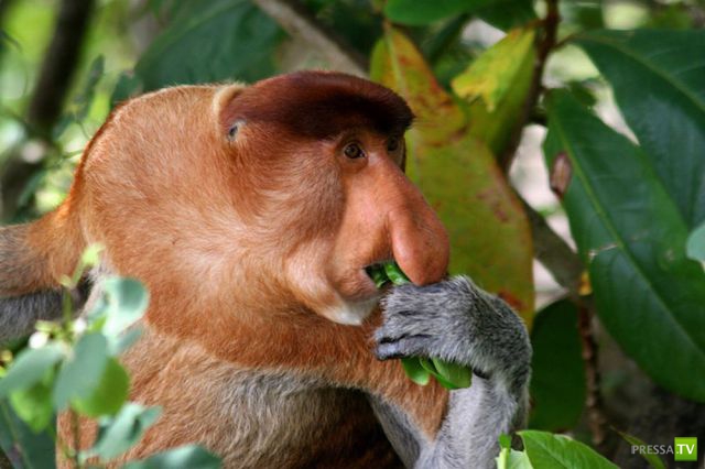 ��� �������� �������� (40 ����)