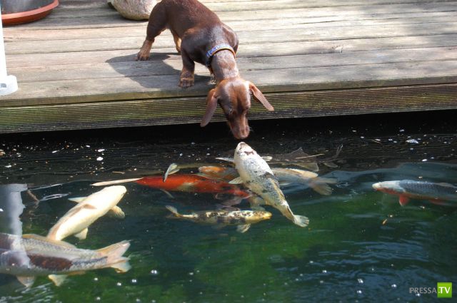 ��� �������� �������� (40 ����)