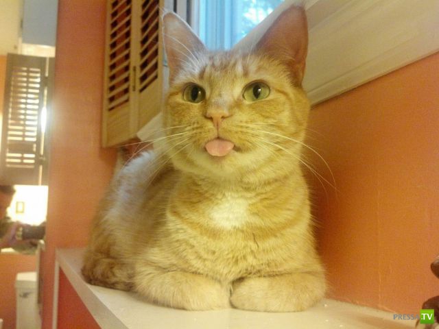 ��� �������� �������� (40 ����)