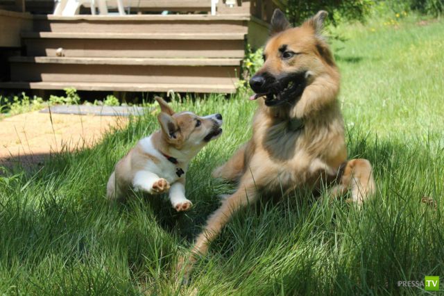 ��� �������� �������� (40 ����)