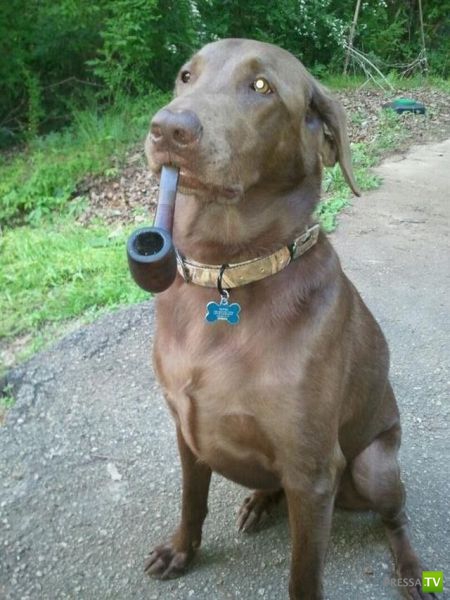 ��� �������� �������� (40 ����)