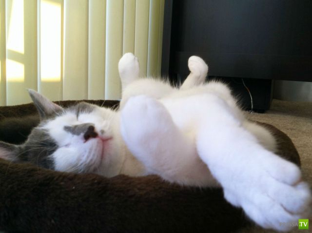 ��� �������� �������� (40 ����)