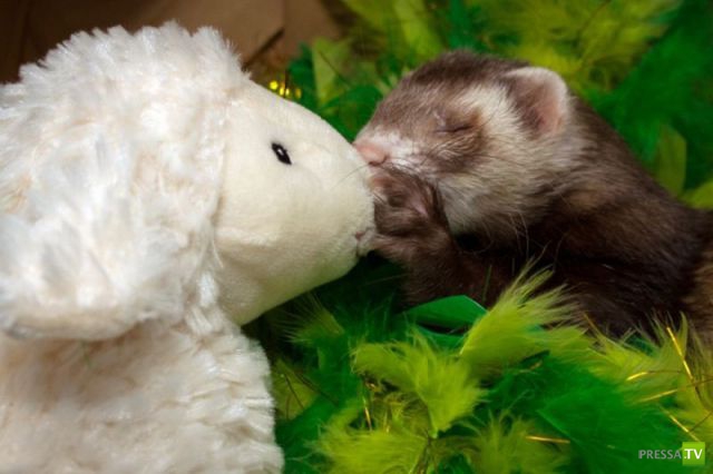 ��� �������� �������� (40 ����)