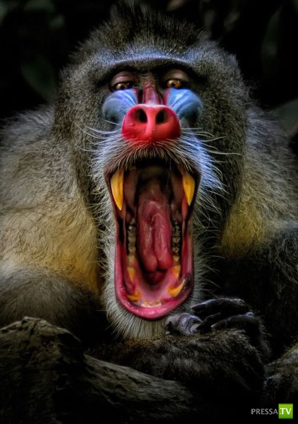 ��� �������� �������� (40 ����)