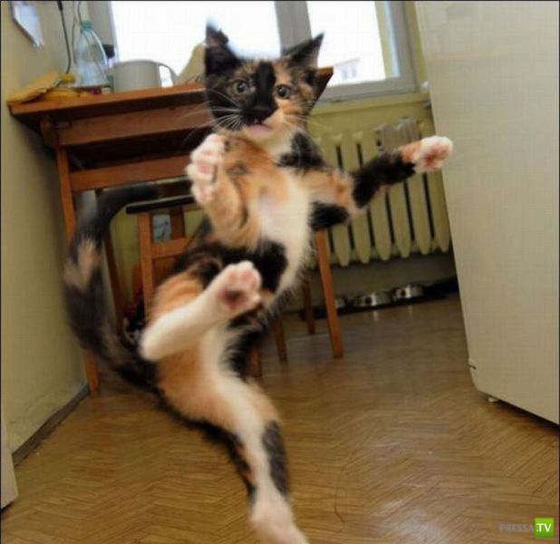 ��� �������� �������� (40 ����)