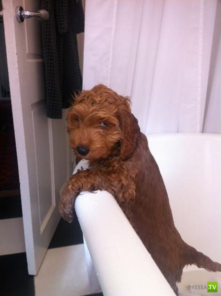 ��� �������� �������� (40 ����)