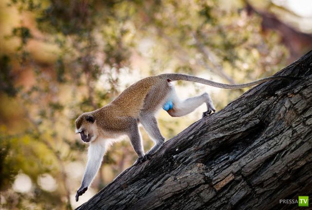 ��� �������� �������� (40 ����)