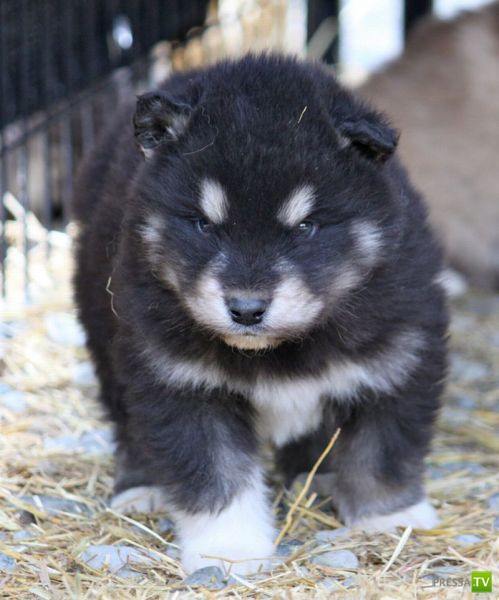 ��� �������� �������� (40 ����)