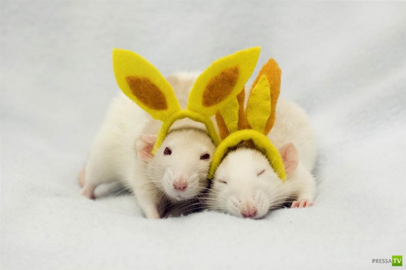 �������� ������ �� �������� ������� (8 ����)