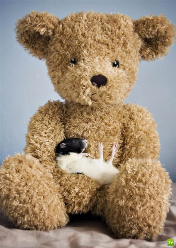 �������� ������ �� �������� ������� (8 ����)