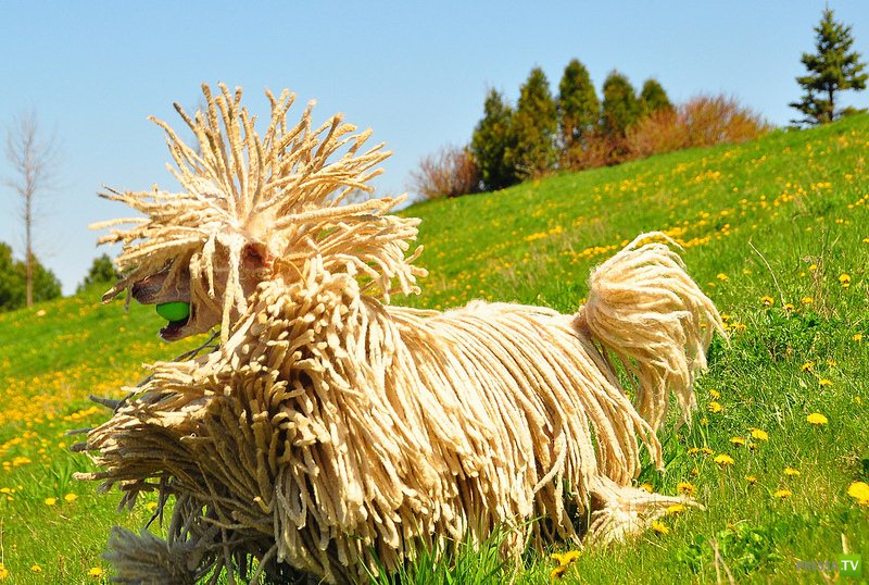 ��� �� ����-��� ������ �� ����? (4 ����)