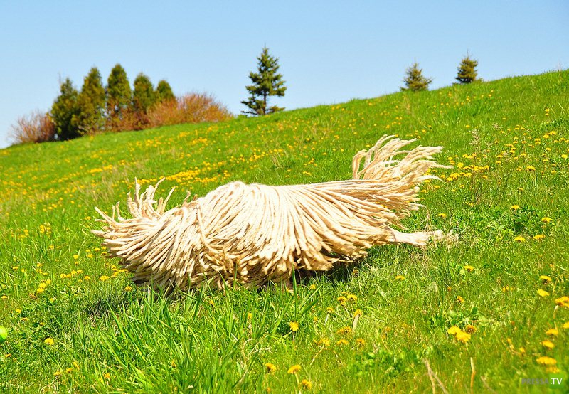 ��� �� ����-��� ������ �� ����? (4 ����)