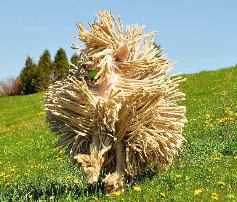 ��� �� ����-��� ������ �� ����? (4 ����)