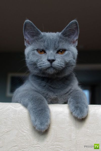 ��� �������� �������� (33 ����)