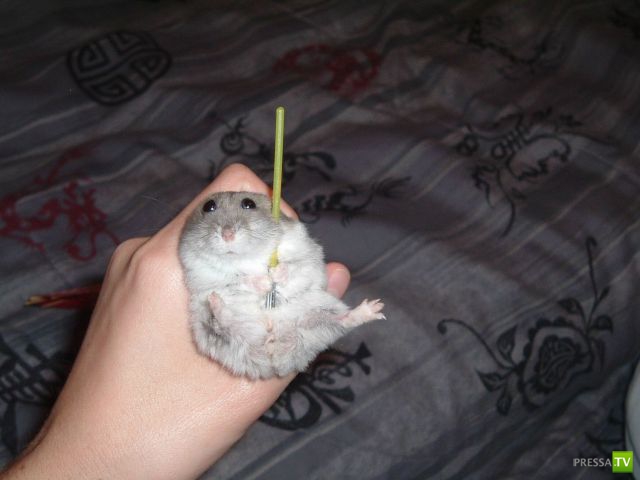 ��� �������� �������� (33 ����)