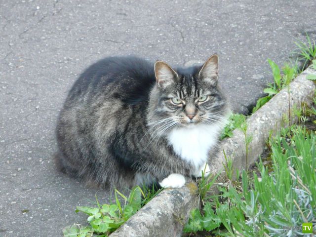 ��� �������� �������� (33 ����)