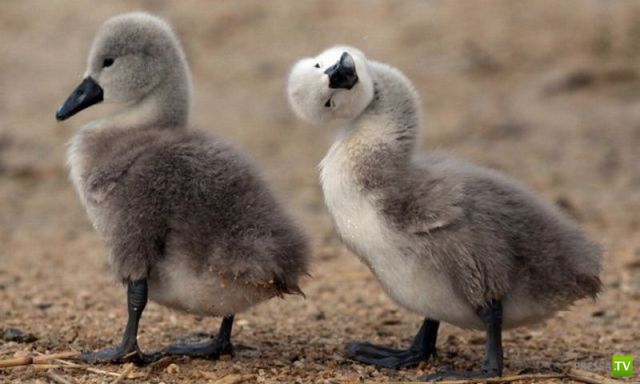 ��� �������� �������� (33 ����)