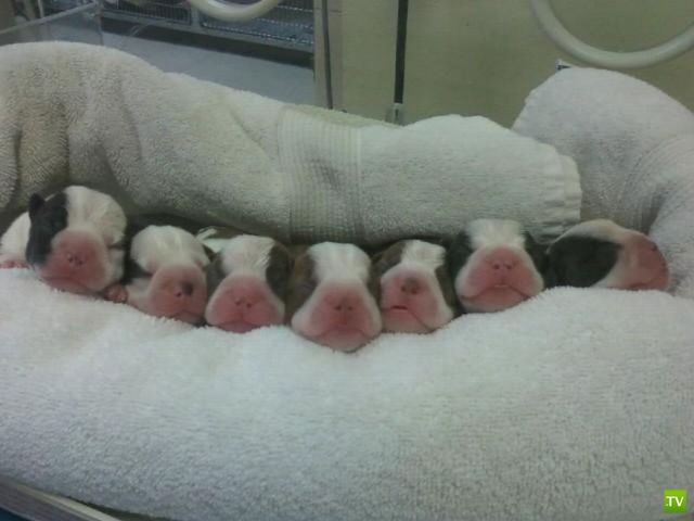 ��� �������� �������� (33 ����)