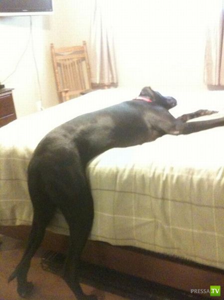 ��� �������� �������� (33 ����)