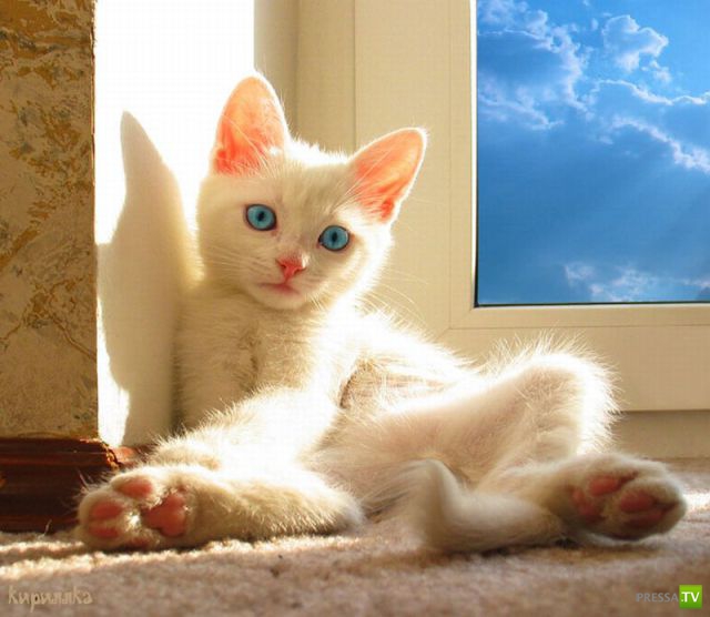 ��� �������� �������� (33 ����)