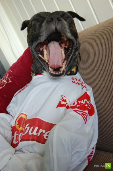 ��� �������� �������� (33 ����)