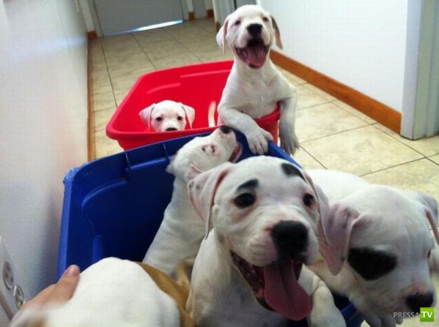 ��� �������� �������� (33 ����)