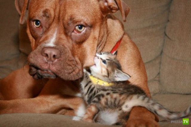 ��� �������� �������� (33 ����)