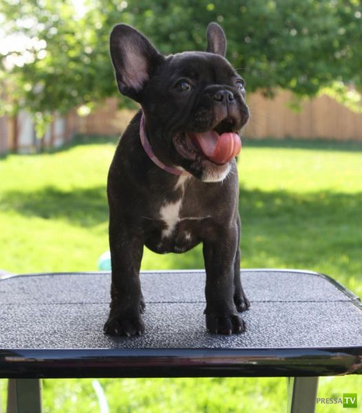 ��� �������� �������� (33 ����)