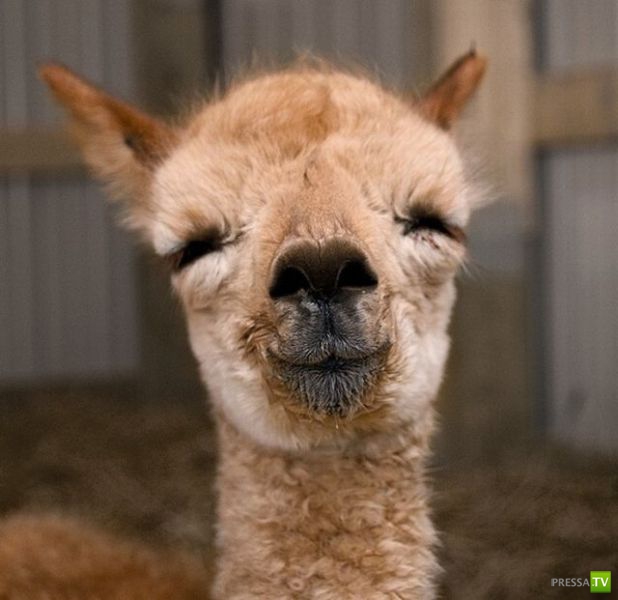 ��� �������� �������� (33 ����)