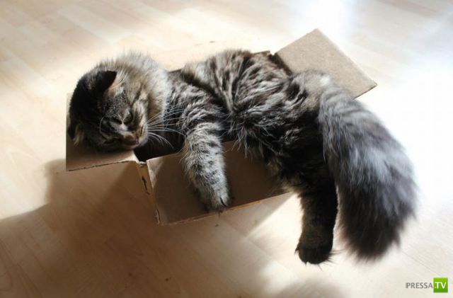 ��� �������� �������� (33 ����)