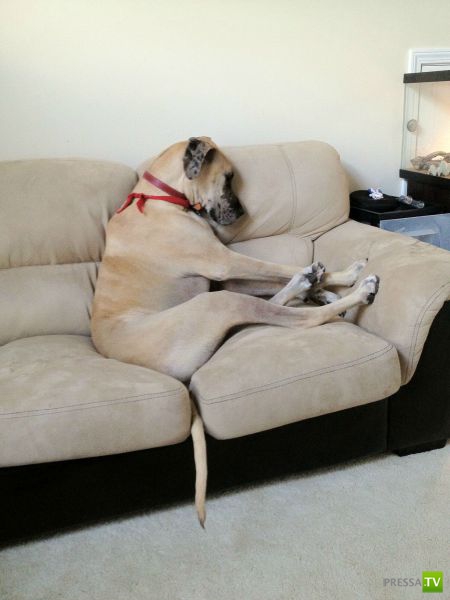 ��� �������� �������� (33 ����)