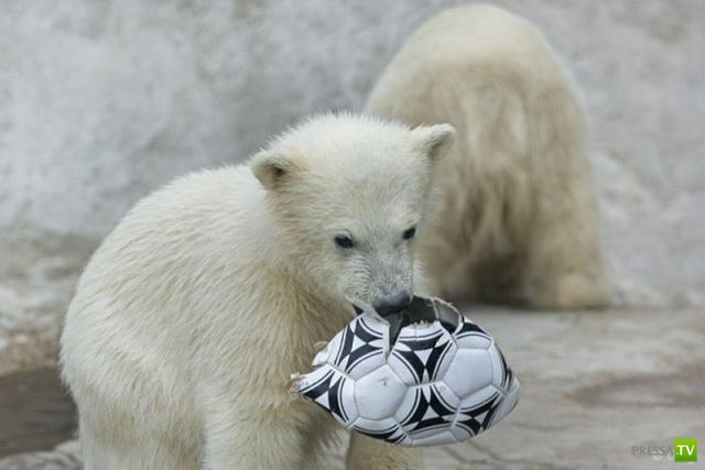 ��� �������� �������� (33 ����)