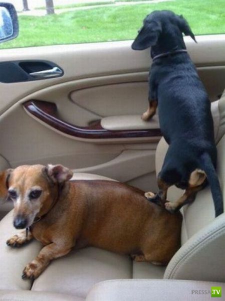 ��� �������� �������� (33 ����)