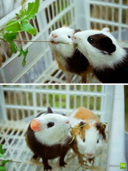 ��� �������� �������� (33 ����)