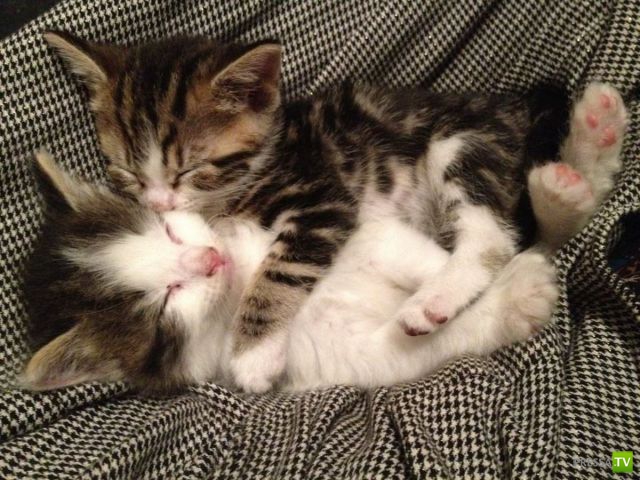 ��� �������� �������� (33 ����)