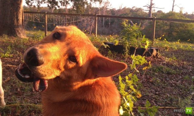 ��� �������� �������� (33 ����)