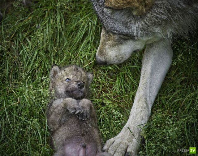 ��� �������� �������� (33 ����)