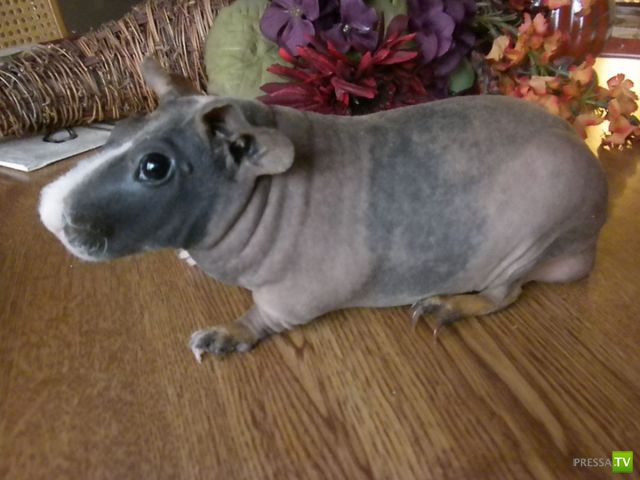 ��� �������� �������� (33 ����)