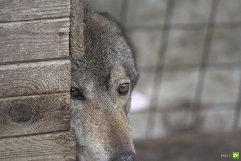 ������� ���������� ������... � ������� (11 ����)