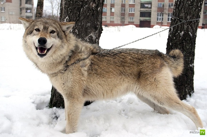 ������� ���������� ������... � ������� (11 ����)