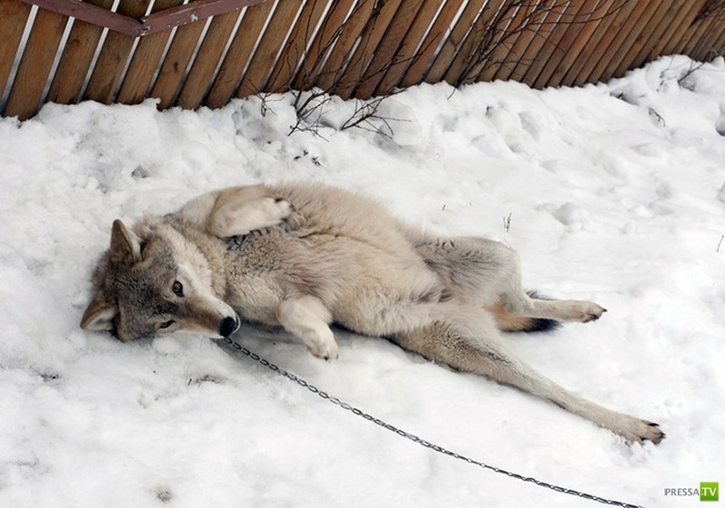 ������� ���������� ������... � ������� (11 ����)