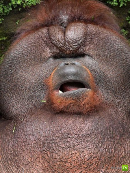 ��� �������� �������� (38 ����)