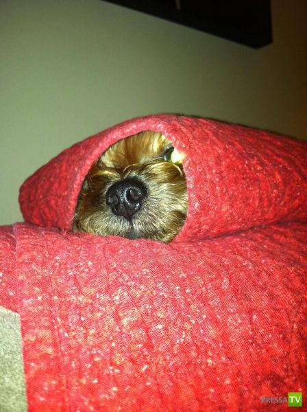 ��� �������� �������� (38 ����)