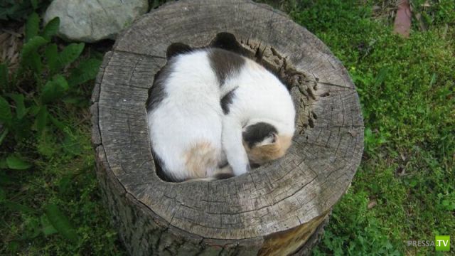 ��� �������� �������� (38 ����)