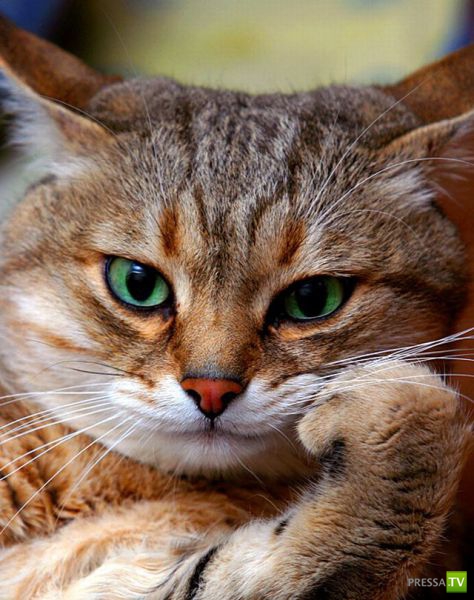 ��� �������� �������� (38 ����)