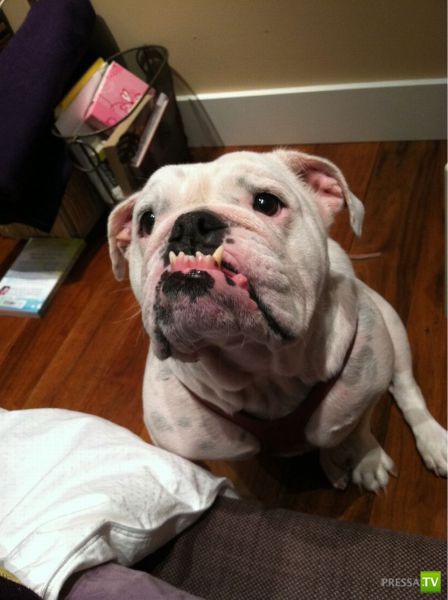 ��� �������� �������� (38 ����)