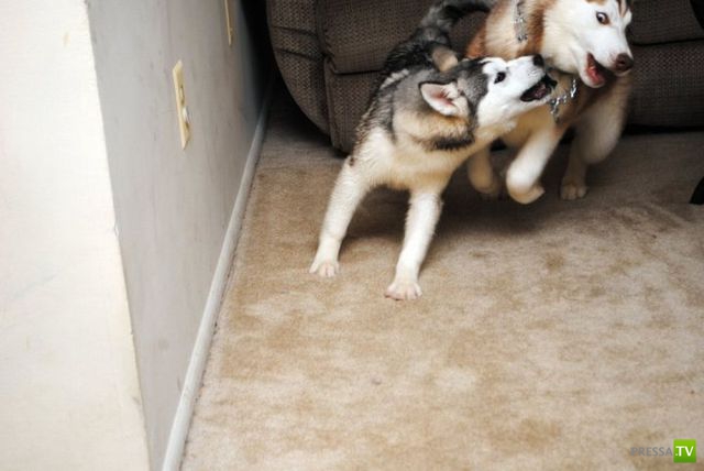 ��� �������� �������� (38 ����)