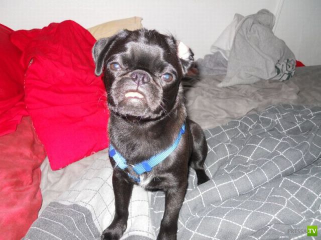 ��� �������� �������� (38 ����)